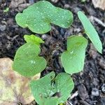 Dichondra carolinensis Feuille