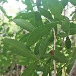 Searsia gueinzii Leaf
