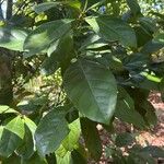 Coffea liberica Leaf