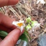 Philadelphus coronariusᱵᱟᱦᱟ