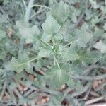 Senecio articulatus 葉