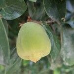 Ficus assamica Fruit