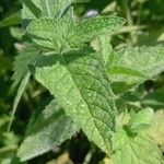 Mentha longifolia Folha