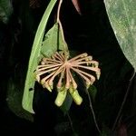 Marcgravia nepenthoides Other