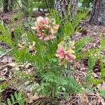 Tephrosia virginiana Flower