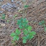 Sanicula canadensis Feuille