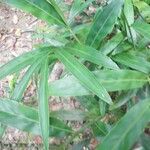Alpinia galanga Leaf