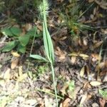 Cynosurus echinatus Leaf