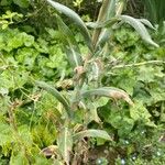 Isatis tinctoria Leaf