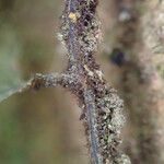 Trichomanes erosum Outro