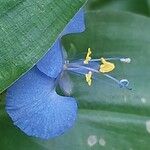 Commelina benghalensis Žiedas