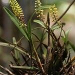 Polystachya stuhlmannii Habit