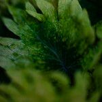 Coleus scutellarioides葉