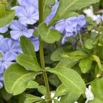 Plumbago auriculata Bark