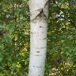 Betula populifolia বাকল