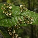 Psychotria wagapensis Fruto