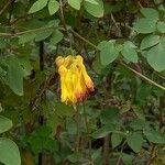 Dactylicapnos scandens Flower