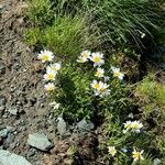 Leucanthemopsis alpinaFleur