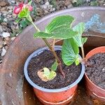 Begonia hirtella Blad