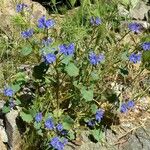 Phacelia parryi Агульны выгляд