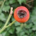 Rosa abietina Fruit