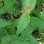 Spigelia marilandica 葉