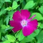 Callirhoe digitata Кветка
