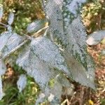 Verbena urticifoliaLiść