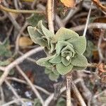 Aeonium goochiae Hoja