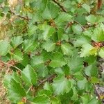 Betula humilis Leaf