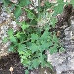 Lactuca muralis Leaf
