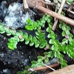 Selaginella douglasii