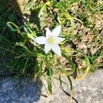 Ornithogalum broteroi Flower