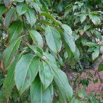 Cornus hongkongensis Leaf