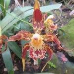 Oncidium crocidipterum Flor