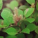 Fothergilla gardenii Kukka