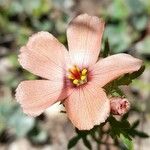 Turnera sidoides Flower