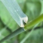 Bromus inermis Hostoa