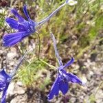 Delphinium consolida Flor