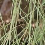 Plocama pendula Leaf