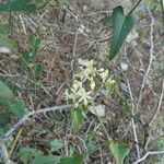 Smilax aspera 花