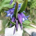 Gentiana asclepiadeaЦветок