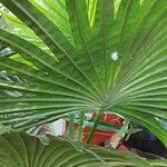Livistona chinensis Folha