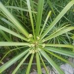 Cyperus alternifolius পাতা