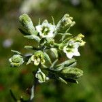 Thesium alpinum Floare