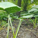 Hosta sieboldiana Vekstform