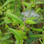 Xenostegia tridentata Leaf