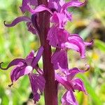 Orchis mascula Flor