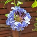 Plumbago auriculataFlower