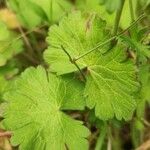 Geranium pyrenaicum Leaf